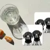 Honden - Bivakmuts - Zwart - wit onderzetter kurk middel -sfeer4