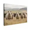 Schapen - Weidenlandschap - Heuvels Tuinposter op houten frame 2 cm dik klein -3d