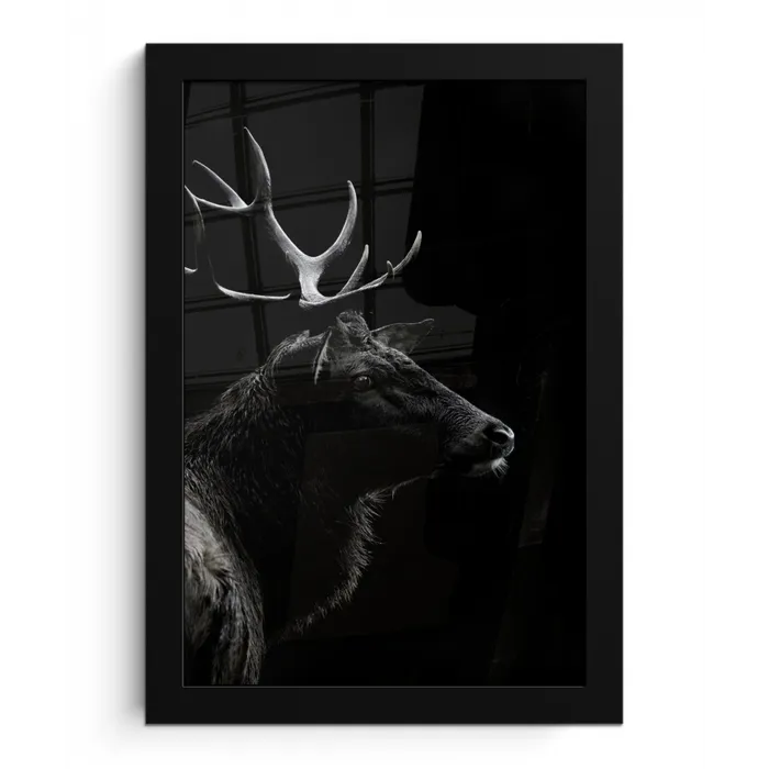 Hert - Zwart - Portret - Gewei - Dieren fotolijst zwart zonder passe partout klein -3d