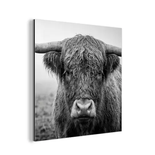 Schotse hooglander - Zwart - Wit - Gras aluminium wit klein -3d