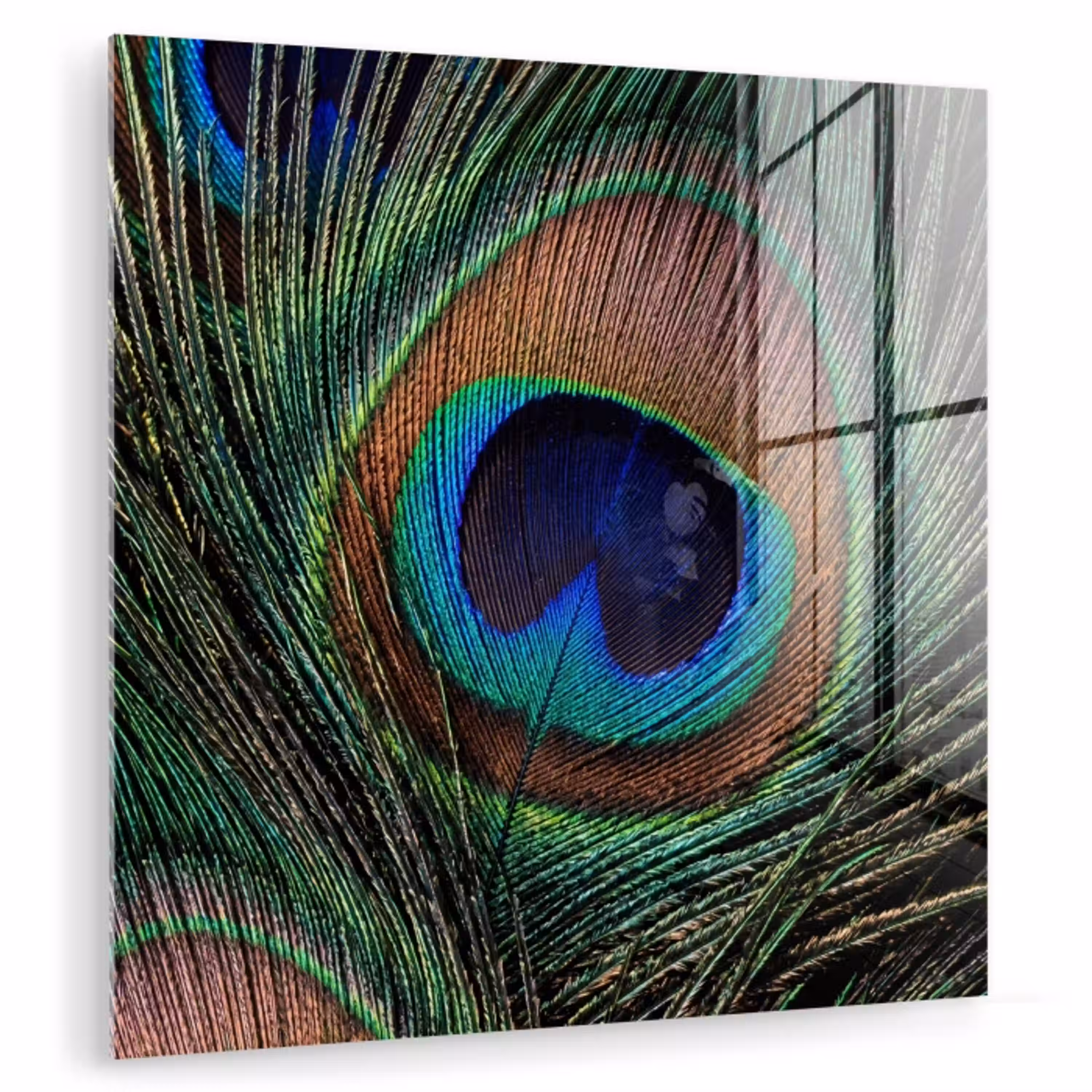 Pauwenveren - Klassiek - Groen plexiglas 5mm klein -zzzproduct_nieuw