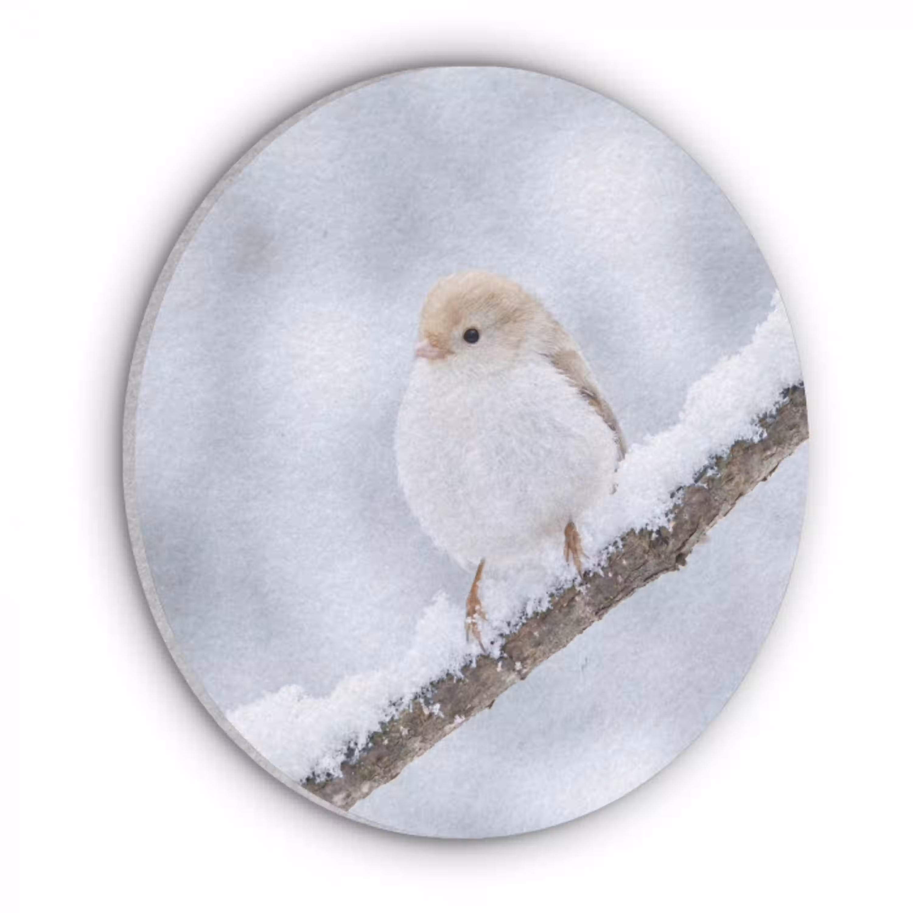 Vogeltje - Sneeuw - Tak - Winter - Zacht Akoestische PET Vilt - Rond klein -3d