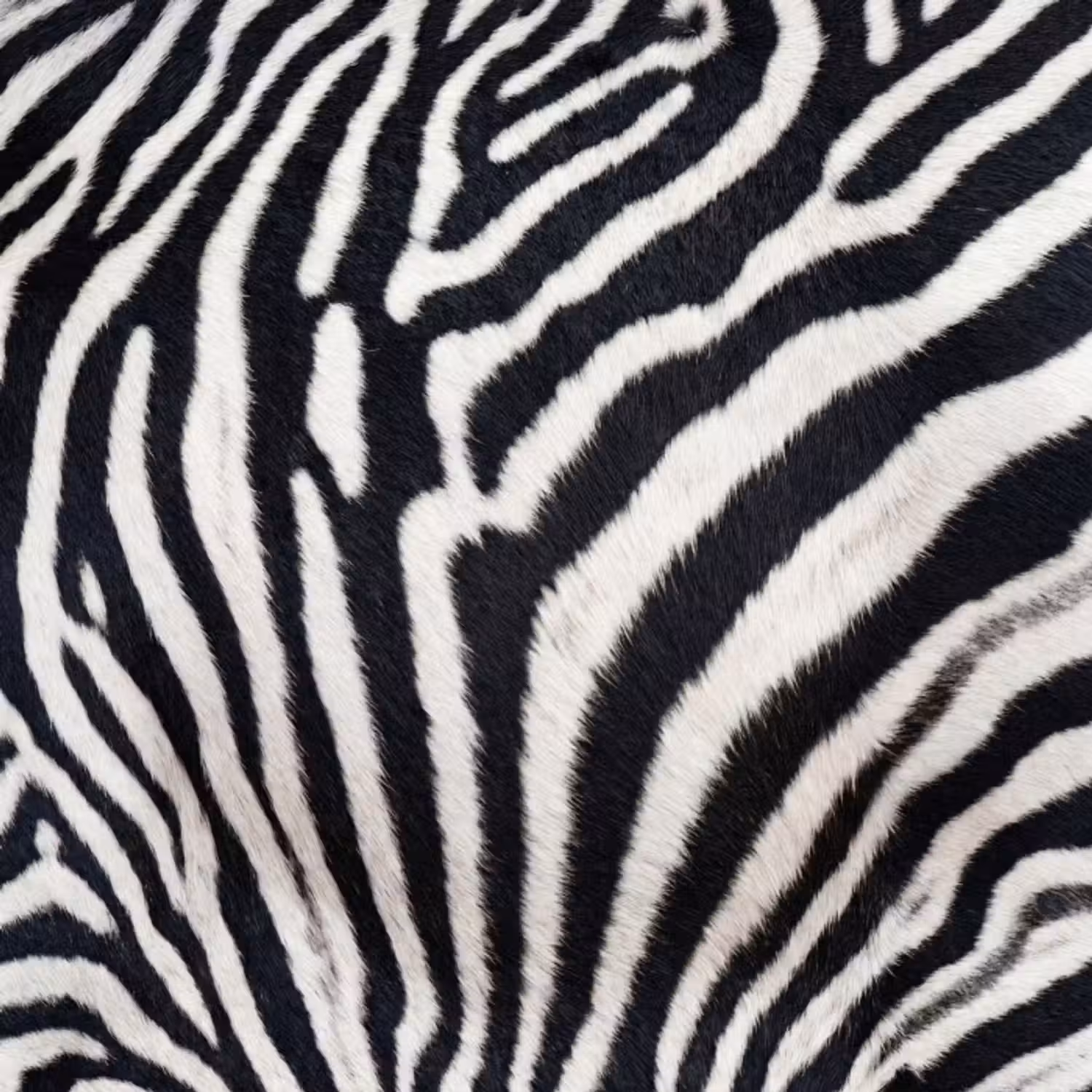 Behang - Zebra - Vacht - Klassiek - Zwart - Wit
