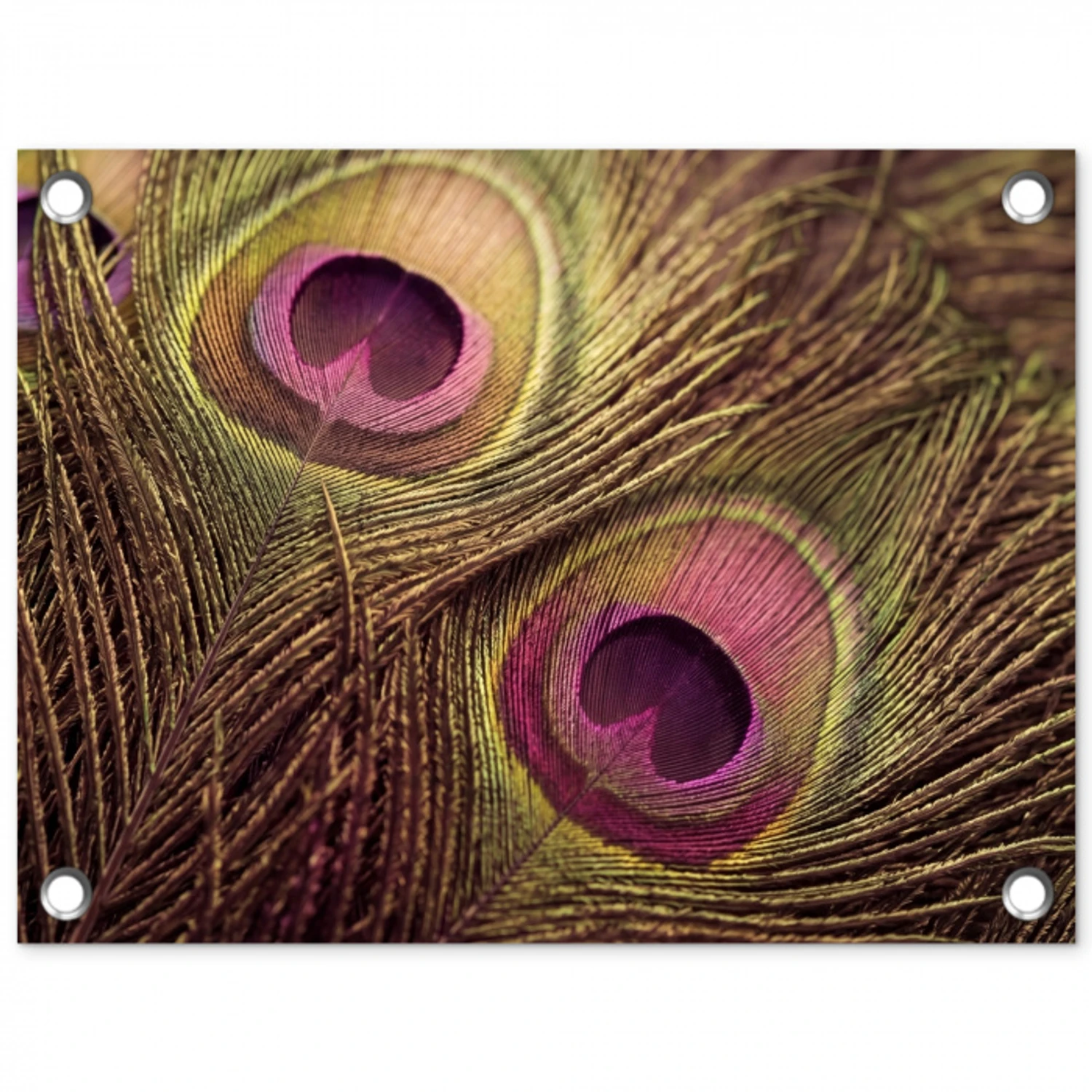 Pauw - Veren - Paars - Groen tuinposter los doek klein -3d
