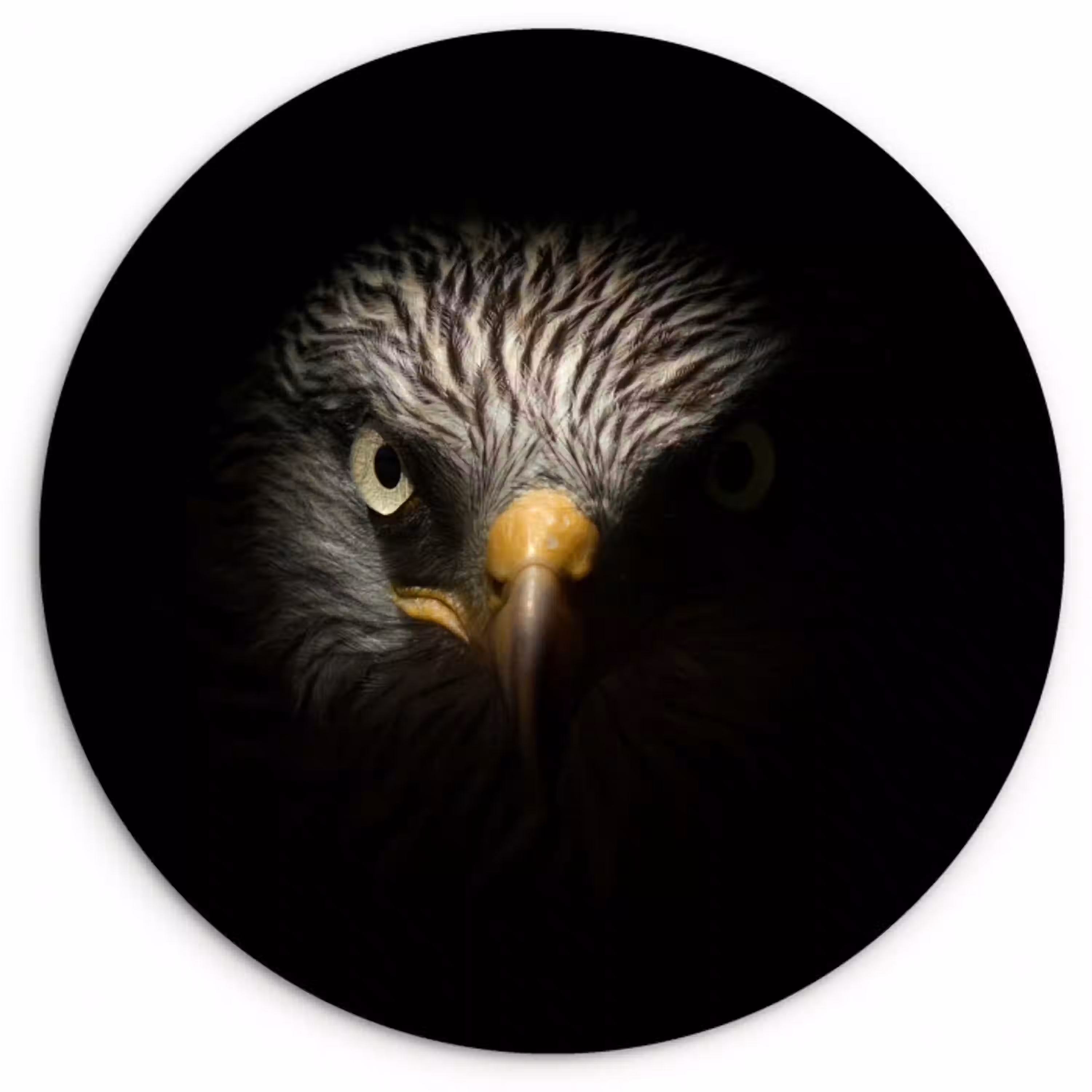 Vogel - Adelaar - Roofvogels - Oog - Snavel - Licht Wandcirkel kunststof plaat 5mm dik klein -3d