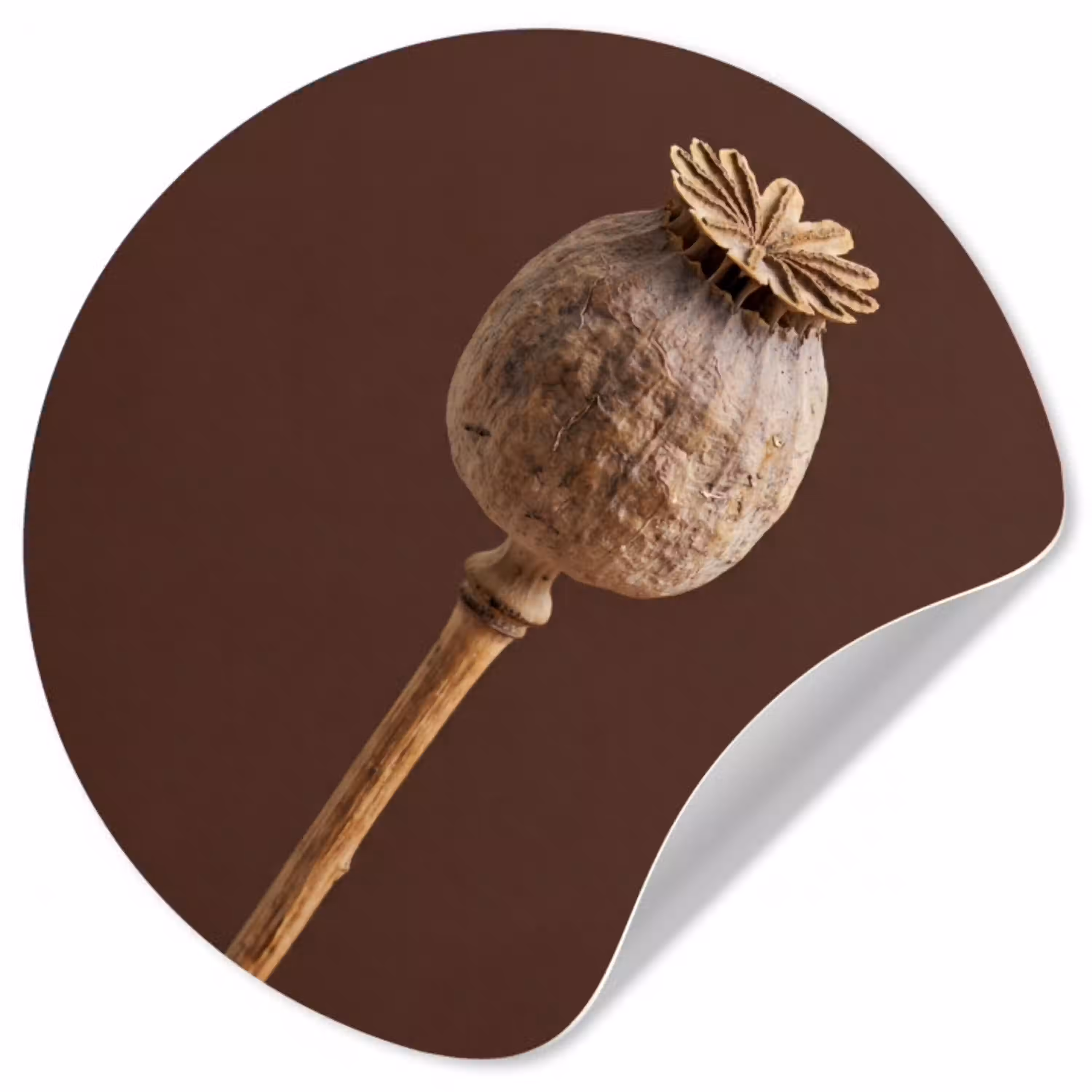 Papaverbol - Droogbloem - Bruin - Minimalistisch Wandcirkel behangsticker klein -3d