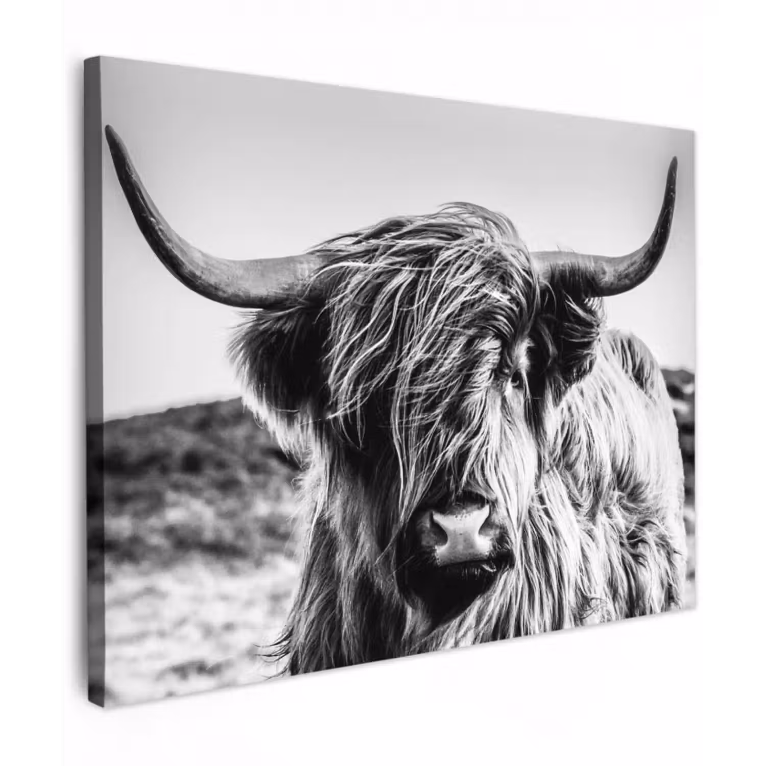 Leinwandbild - Kuh - Schottischer Hochländer - Schwarz - Weiß - Tier - Natur - Wildtiere