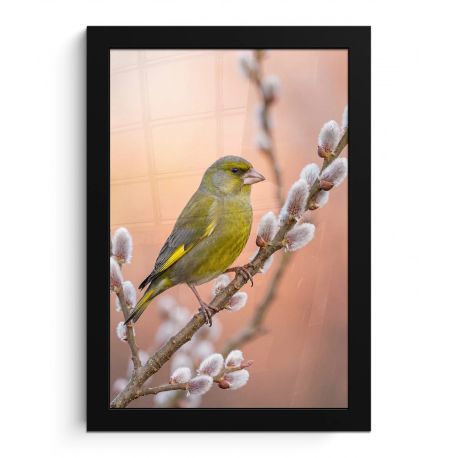 Groenling - Katjes - Lente - Natuur - Zacht fotolijst zwart zonder passe partout klein -3d