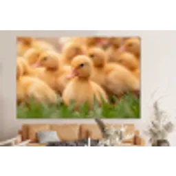 Pijltje - Eend - Natuur - Geel forex 5mm xxl -bovenbank