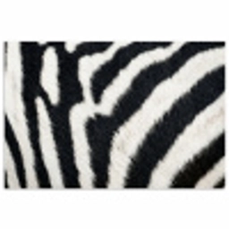 Zebra - Vacht - Klassiek - Zwart - Wit poster papier klein -3d