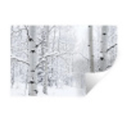 Berkenbomen - Sneeuw - Winter - Bos - Wit Muursticker klein -3d