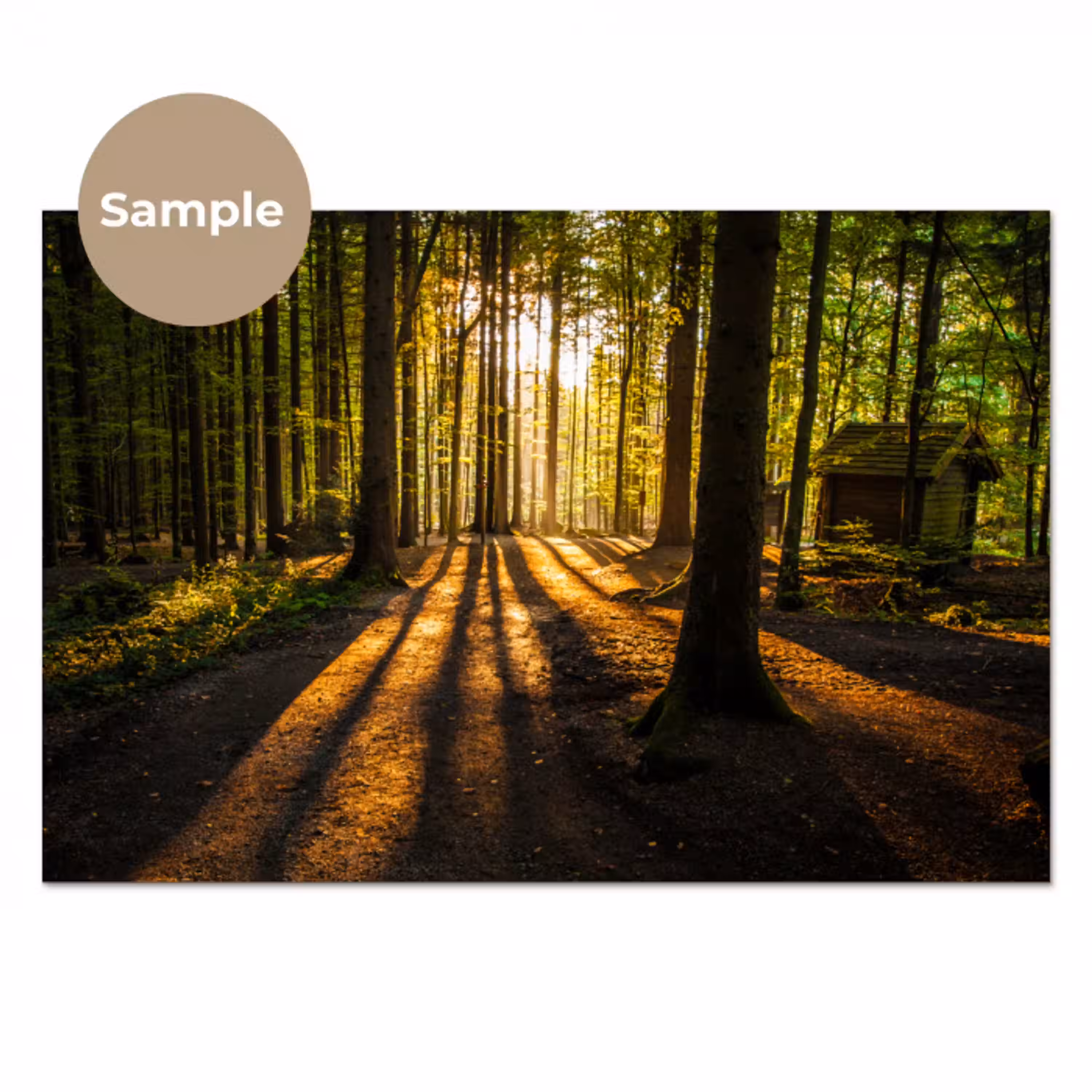 Zon - Bomen - Bos - Landschap - Natuur keuken achterwand sample klein -3d