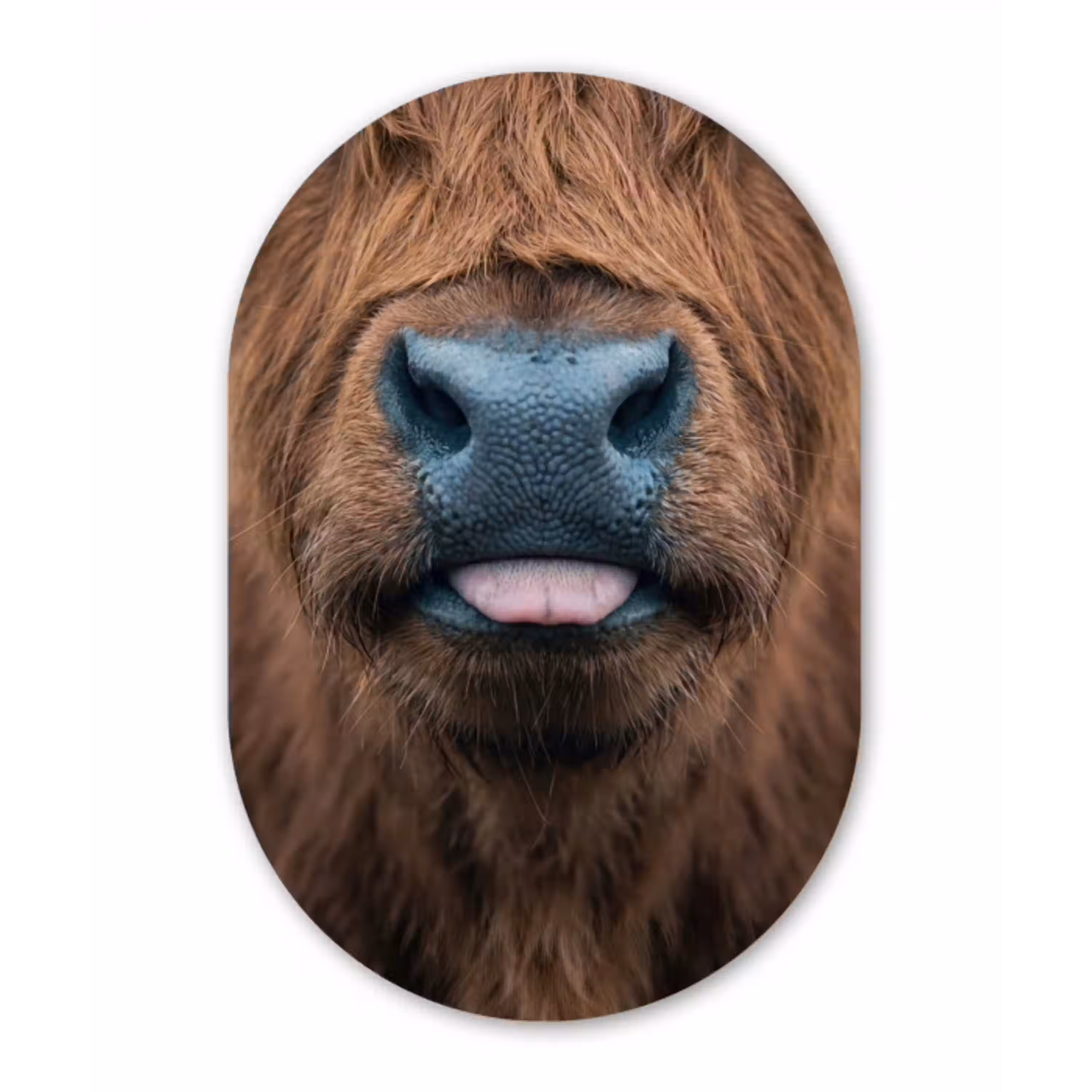 Schotse hooglander - Neus - Bruin Wandcirkel Ovaal Aluminium middel -3d