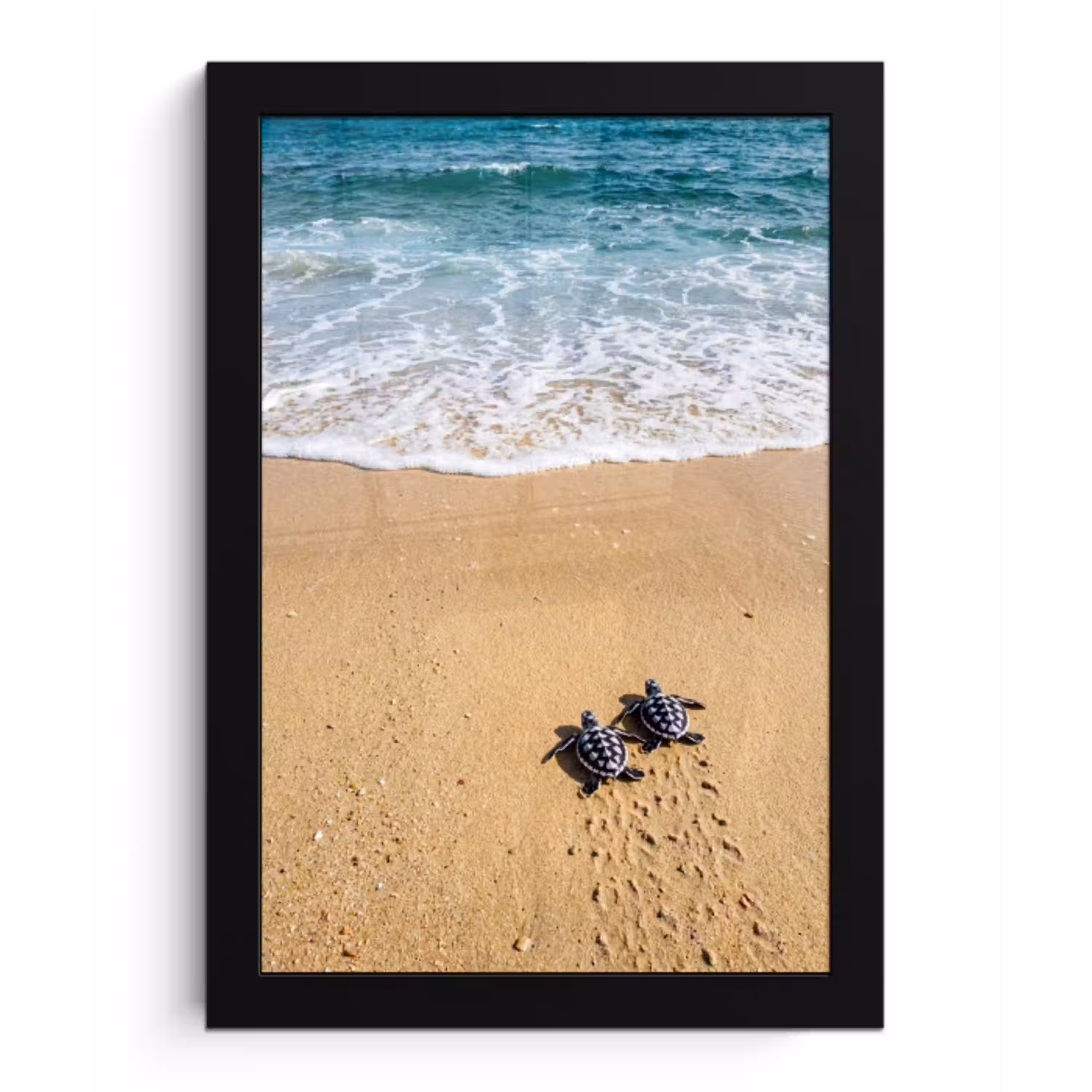 Schildpad - Jong - Strand - Oceaan - Blauw fotolijst zwart zonder passe partout klein -3d