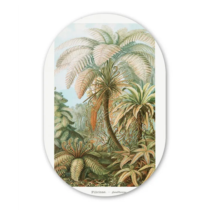 Filicinae - Vintage - Oude meesters - Varens Wandcirkel Ovaal Forex klein -3d