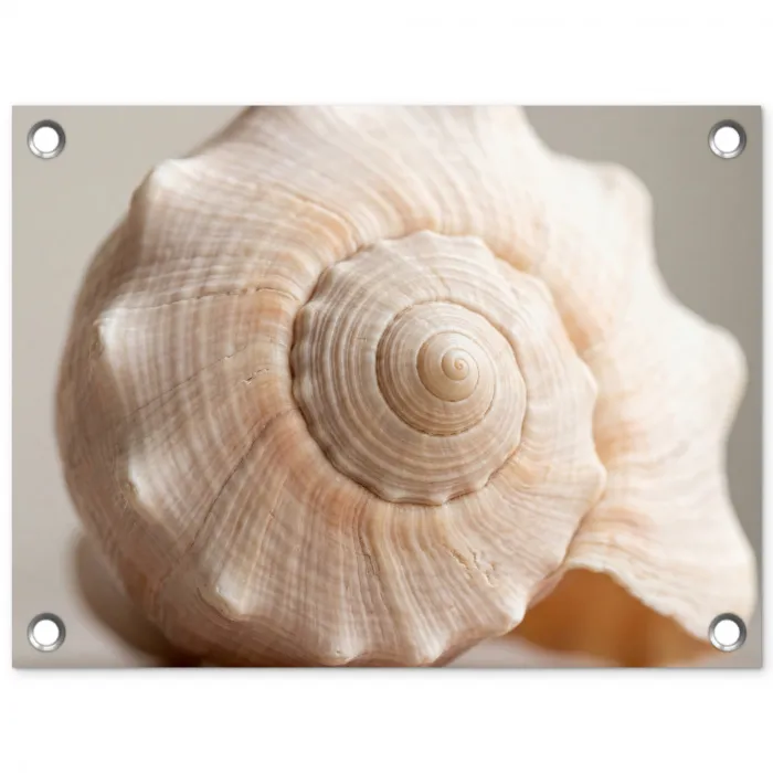 Schelp - Detail - Beige tuinposter los doek klein -3d