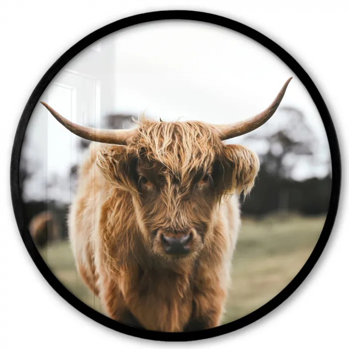 Schotse Hooglander -  Koe - Gras - Dieren - Natuur Fotolijst rond zonder passe partout klein -3d