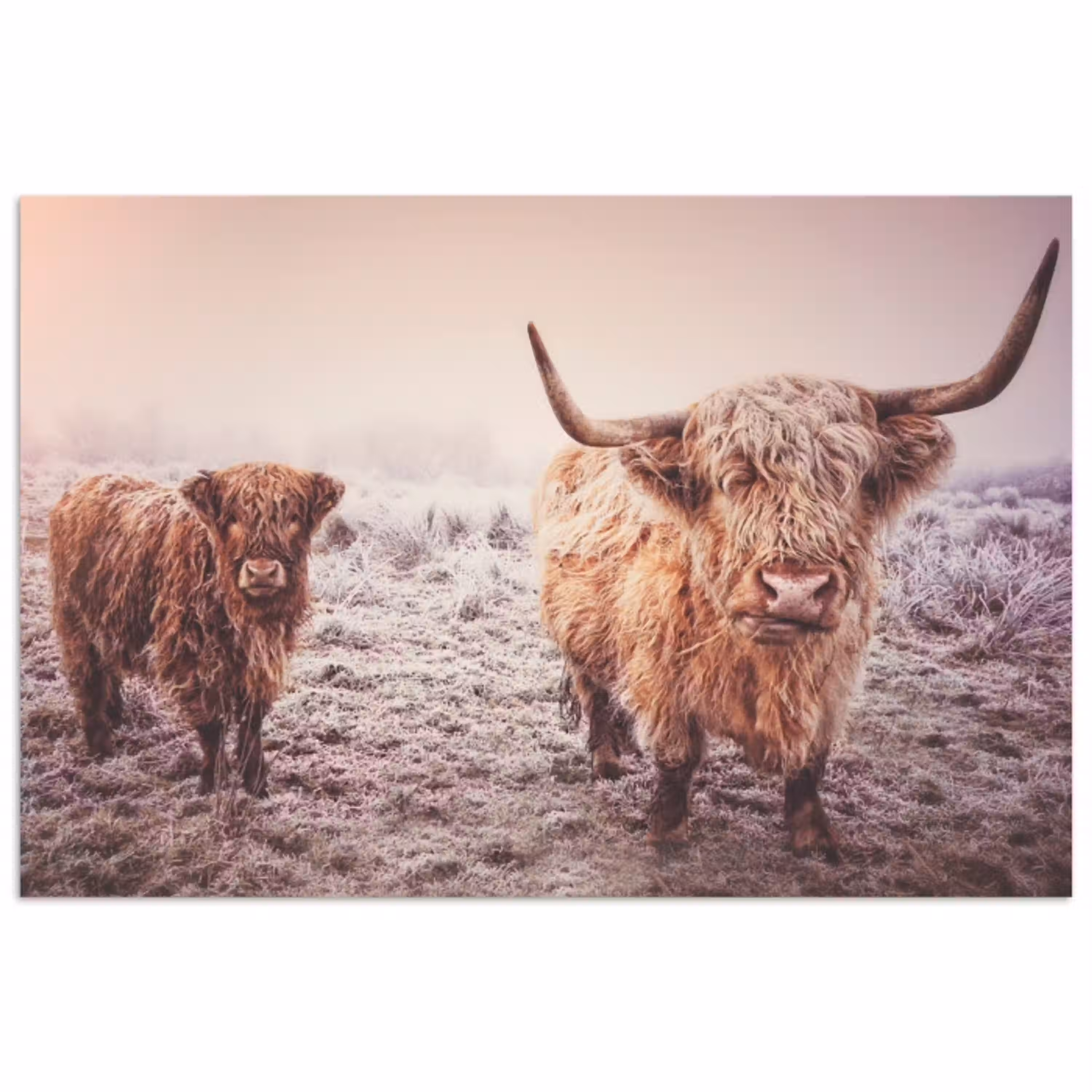 Schotse hooglanders - Licht - Lucht - Natuur poster papier klein -3d