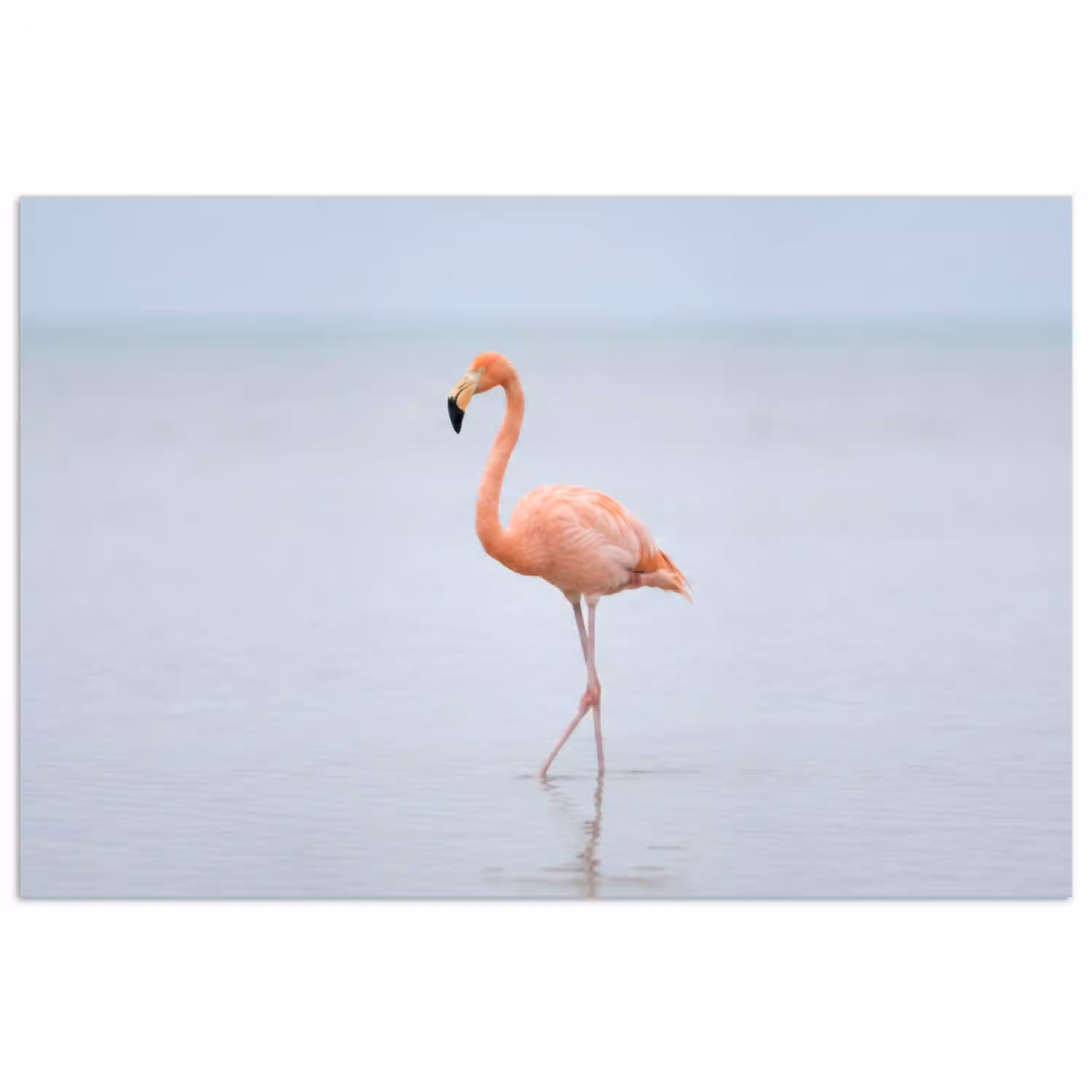 Flamingo - Zee - Roze poster papier klein -3d