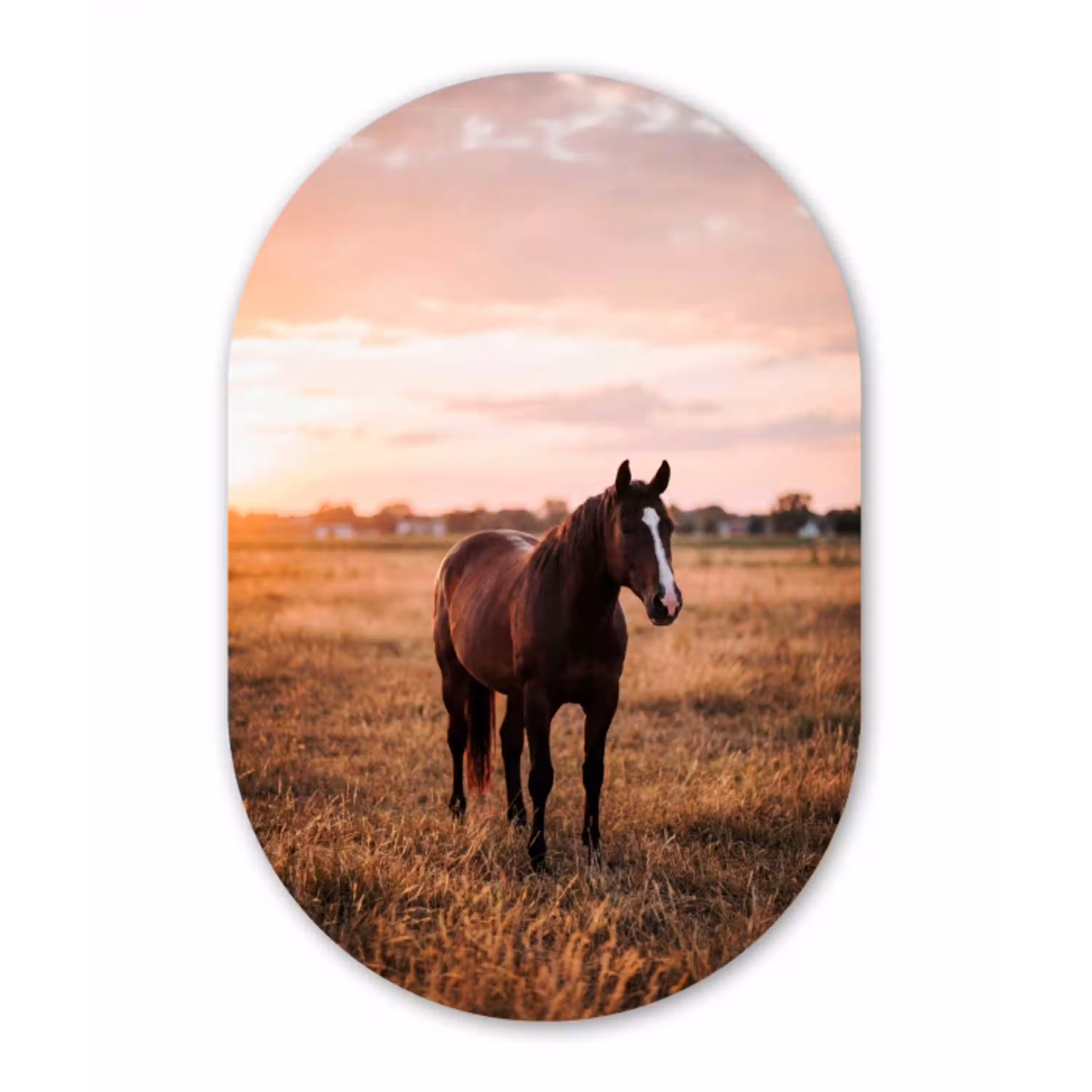 Paard - Zonsondergang - Bruin Wandcirkel Ovaal Aluminium middel -3d