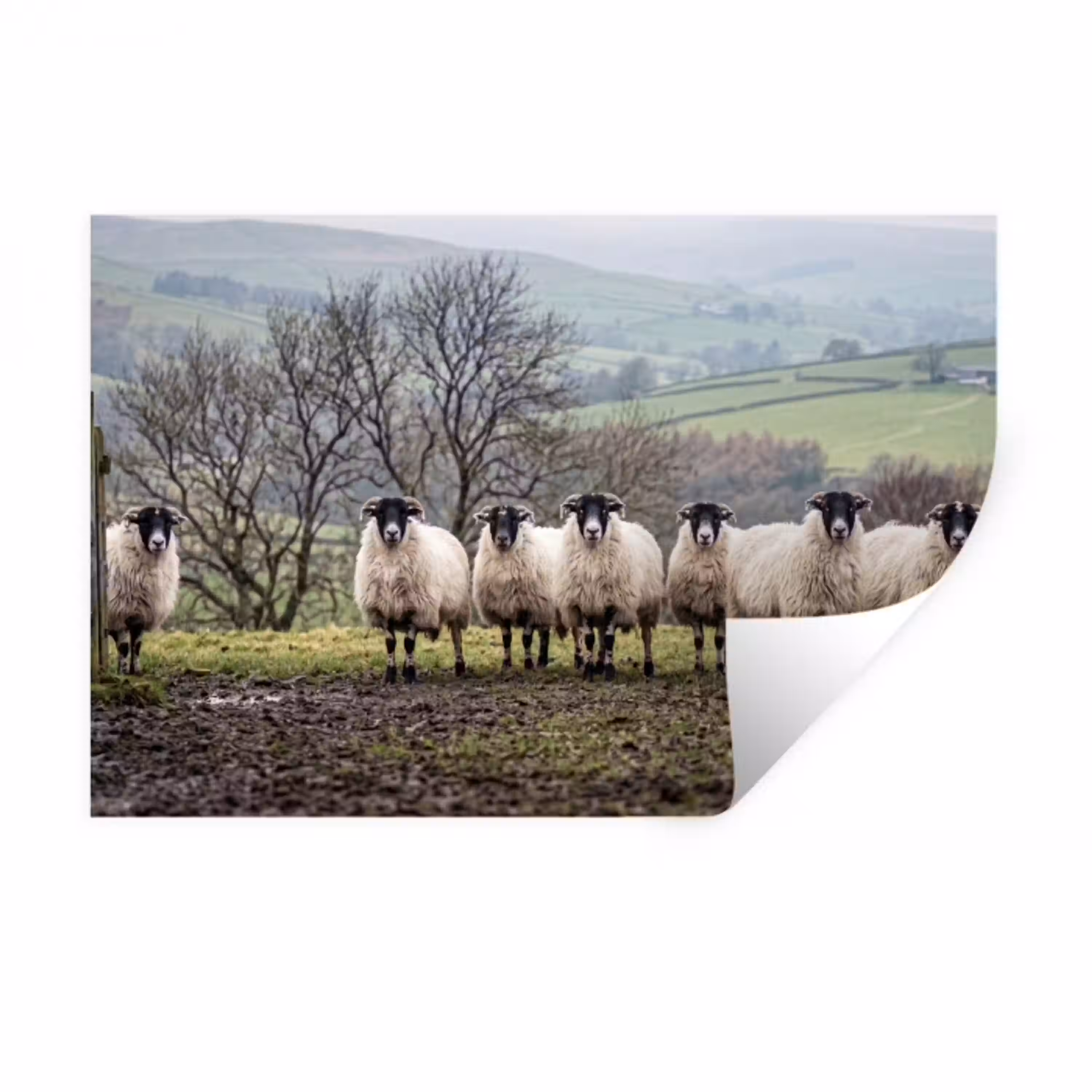 Schapen - Rij - Weide - Dieren - Platteland Muursticker klein -3d