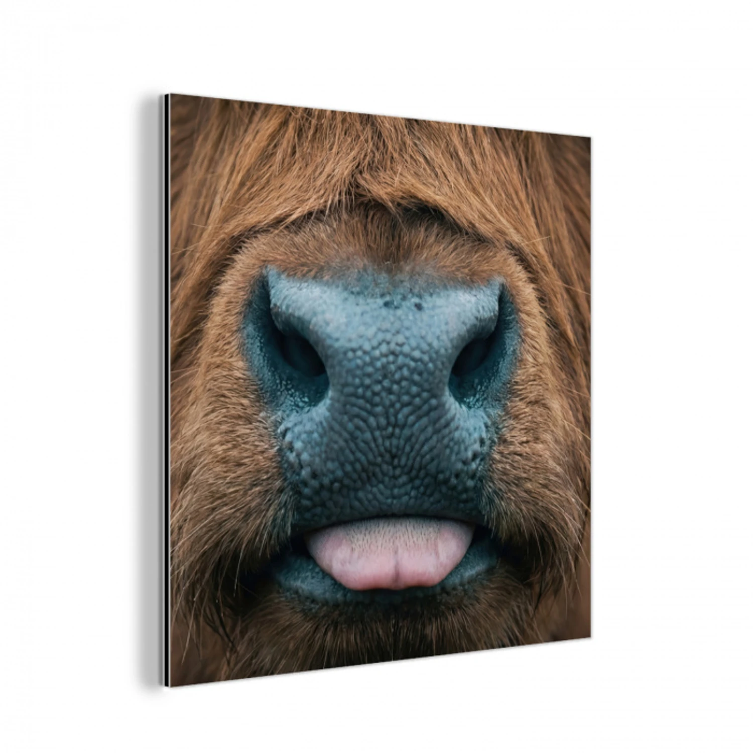 Schotse hooglander - Neus - Bruin aluminium wit klein -3d