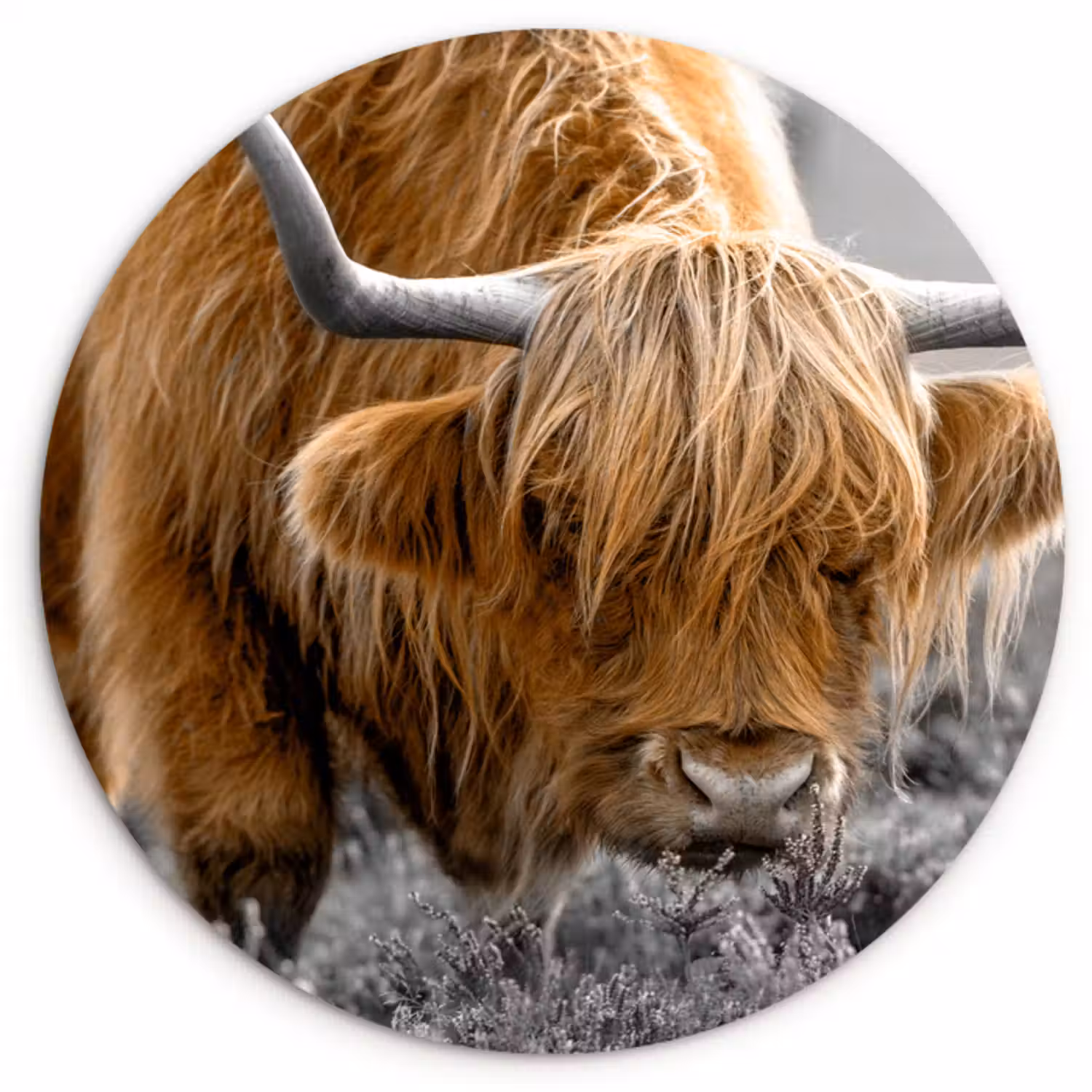 Muurcirkel - Schotse Hooglander - Dieren - Bruin - Koe - Zwart - Wit - Natuur