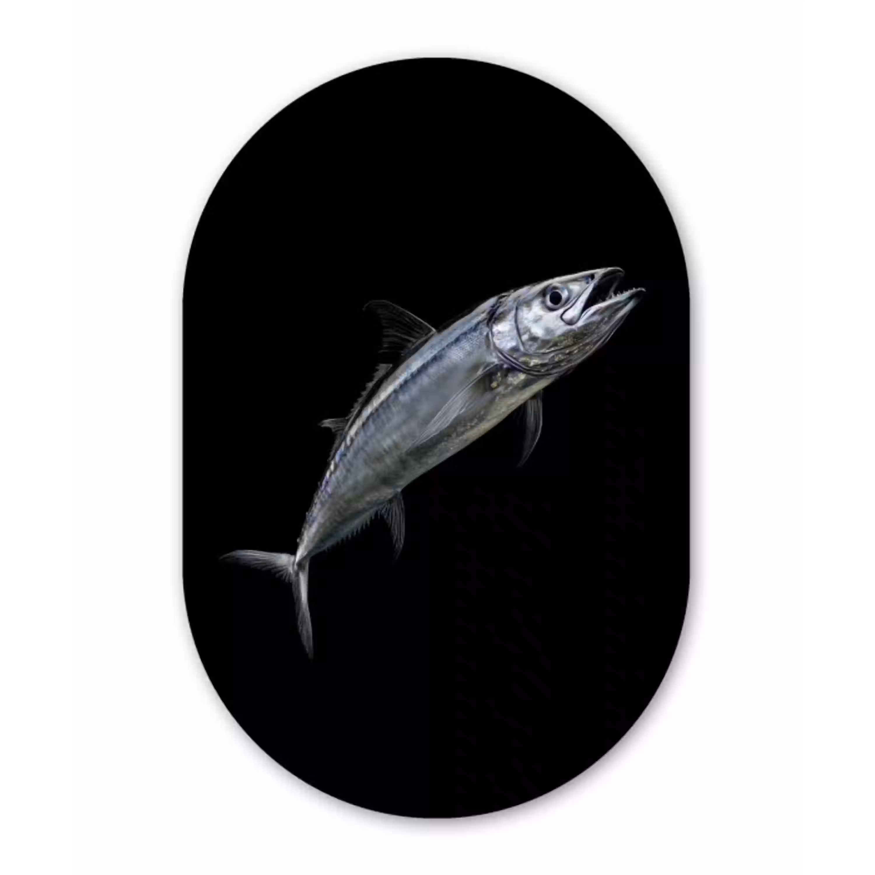 Makreel - Vis - Zwart Wandcirkel Ovaal Glas middel -3d