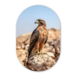 Valk - Vogel - Rots - Macht Wandcirkel Ovaal Glas middel -3d