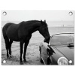 Paard - Auto - Zwart - Wit tuinposter los doek klein -3d
