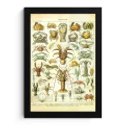 Kreeft - Dieren - Zeedieren - Vintage - Adolphe Millot fotolijst zwart zonder passe partout klein -3d