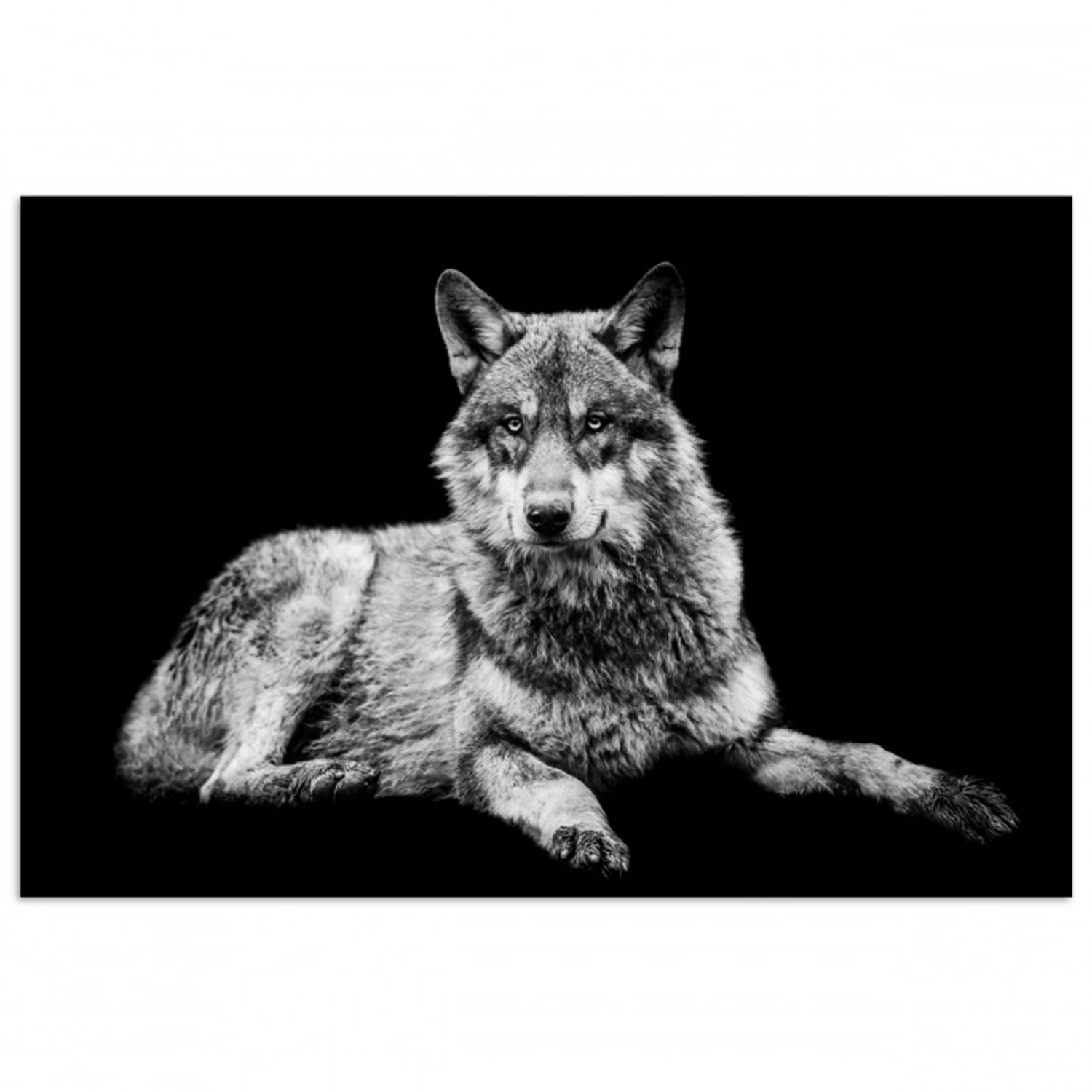 Wilde dieren - Wolf - Zwart - Wit poster papier klein -3d