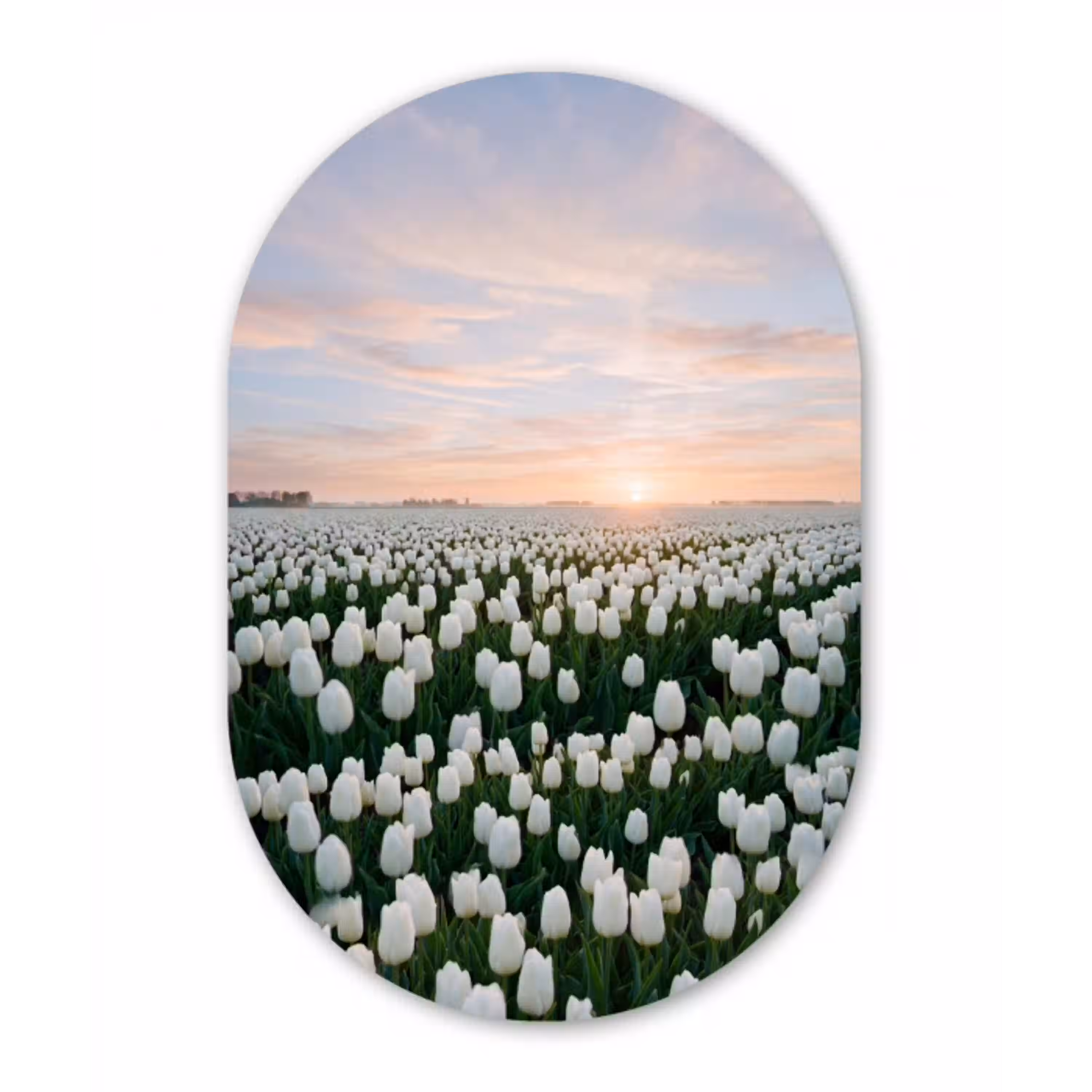 Tulpen - Landschap - Wit Wandcirkel Ovaal Aluminium middel -3d