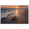 Schildpad - strand - Zonsondergang poster papier klein -3d
