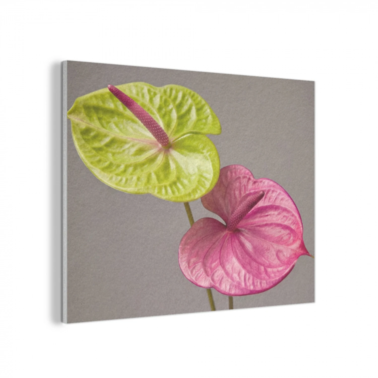 Planten - Anthurium - Groen - Roze PET vilt klein -3d