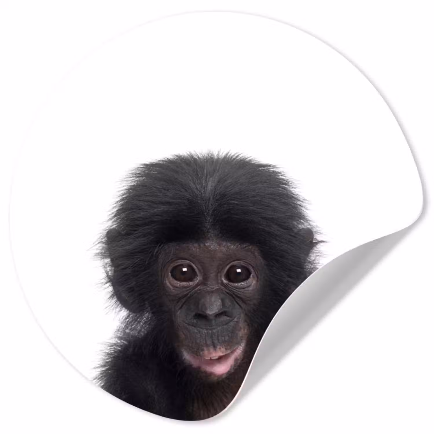 Behangcirkel - Aap - Dieren - Chimpansee - Kind - Jongen