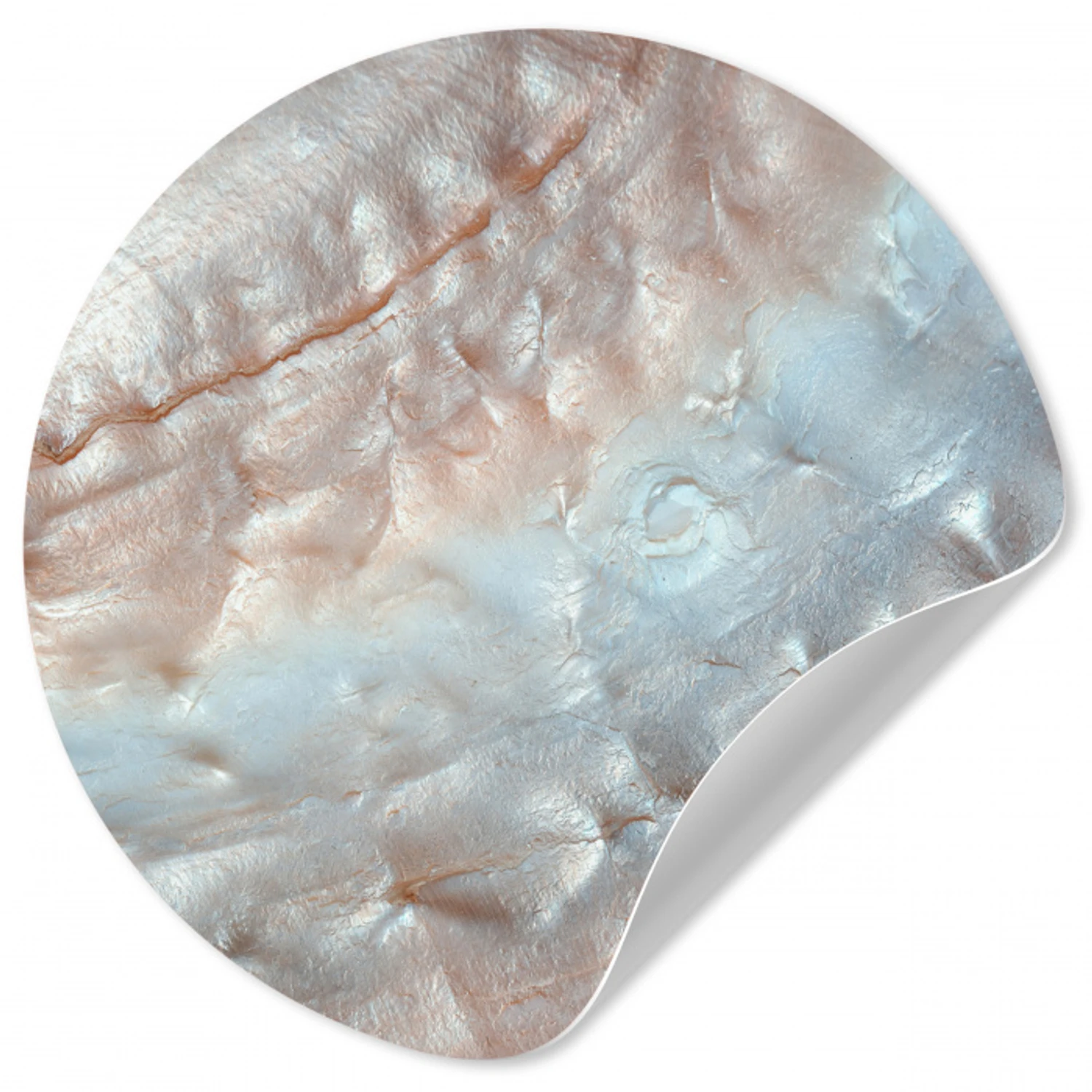 Schelpen - Abstract - Natuur Wandcirkel behangsticker klein -3d