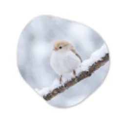 Vogeltje - Sneeuw - Tak - Winter - Zacht Wandcirkel Organisch Aluminium middel -3d