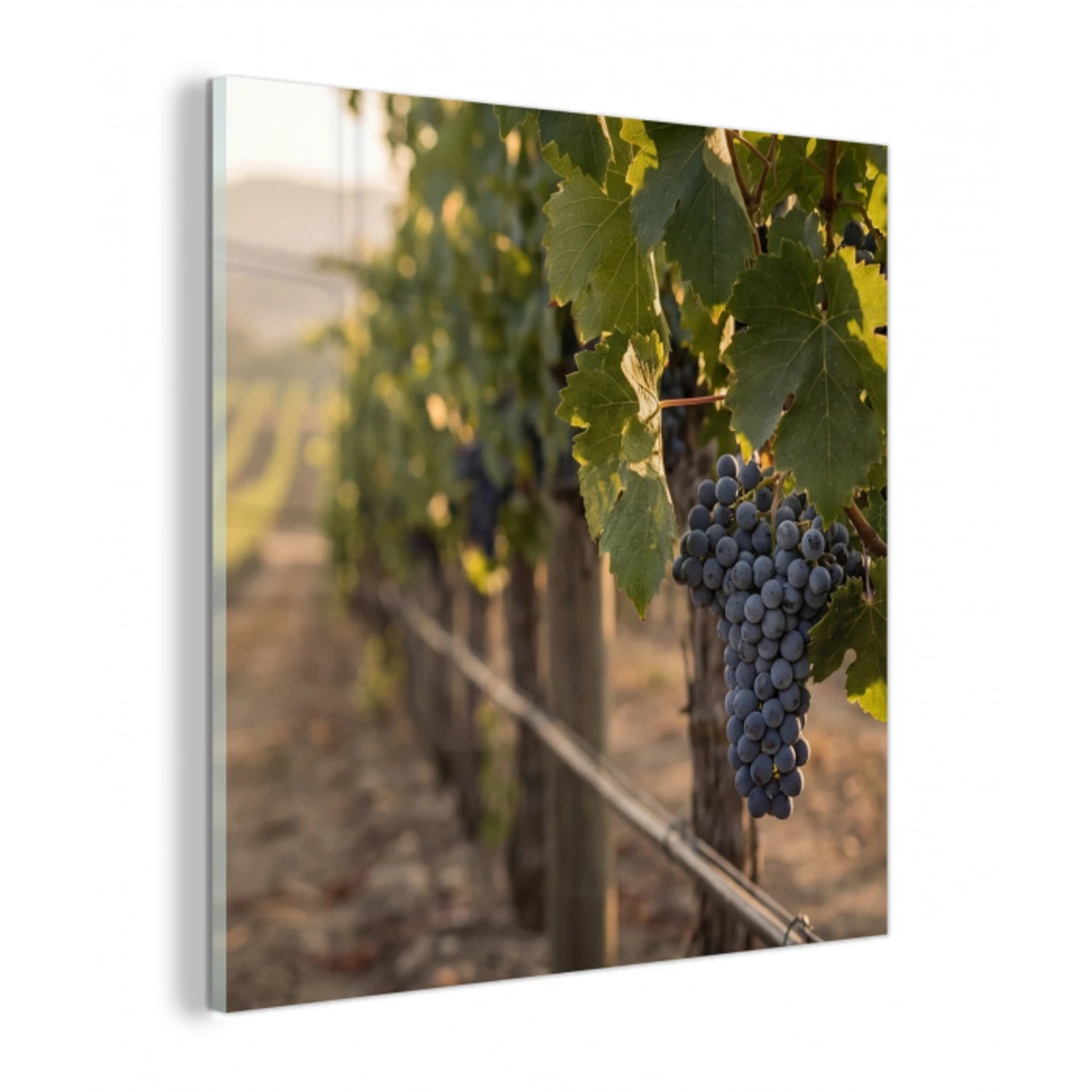 Druiven - Wijngaard - Zonlicht plexiglas 5mm klein -z3d