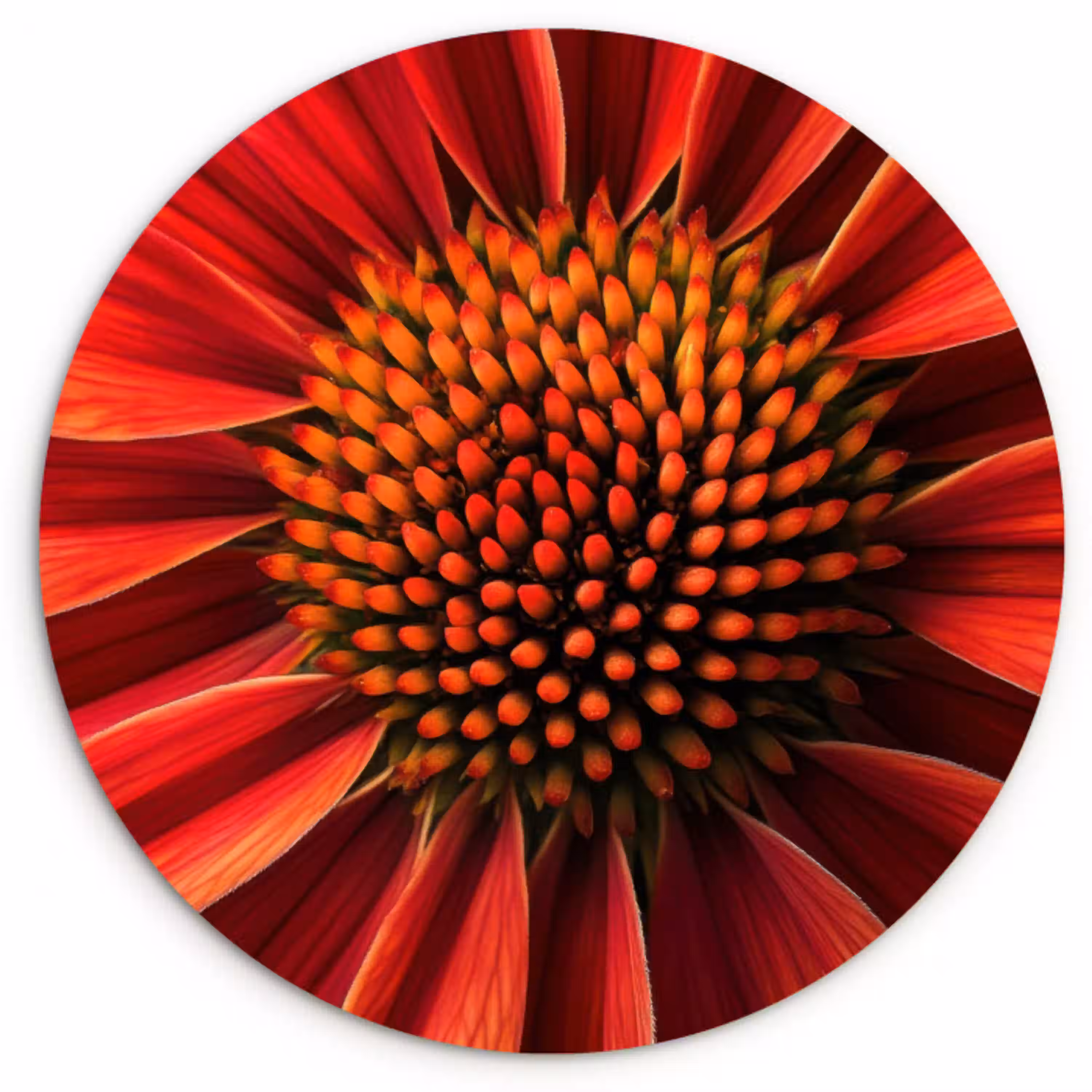 Close up - Bloem- Rood Wandcirkel kunststof plaat 5mm dik klein -3d