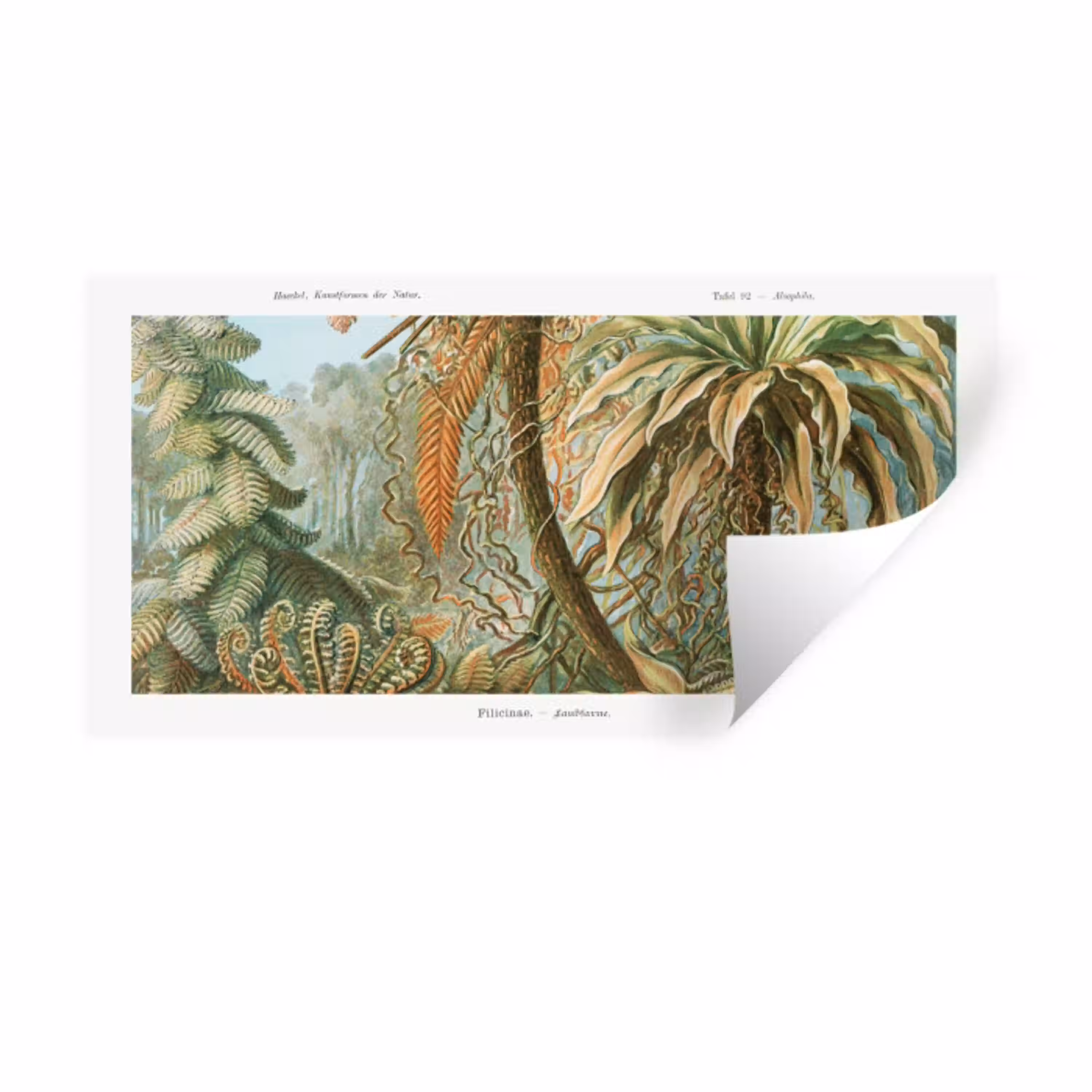 Filicinae - Tuindecoratie - Tuinposter - Vintage - Oude meesters Muursticker klein -3d