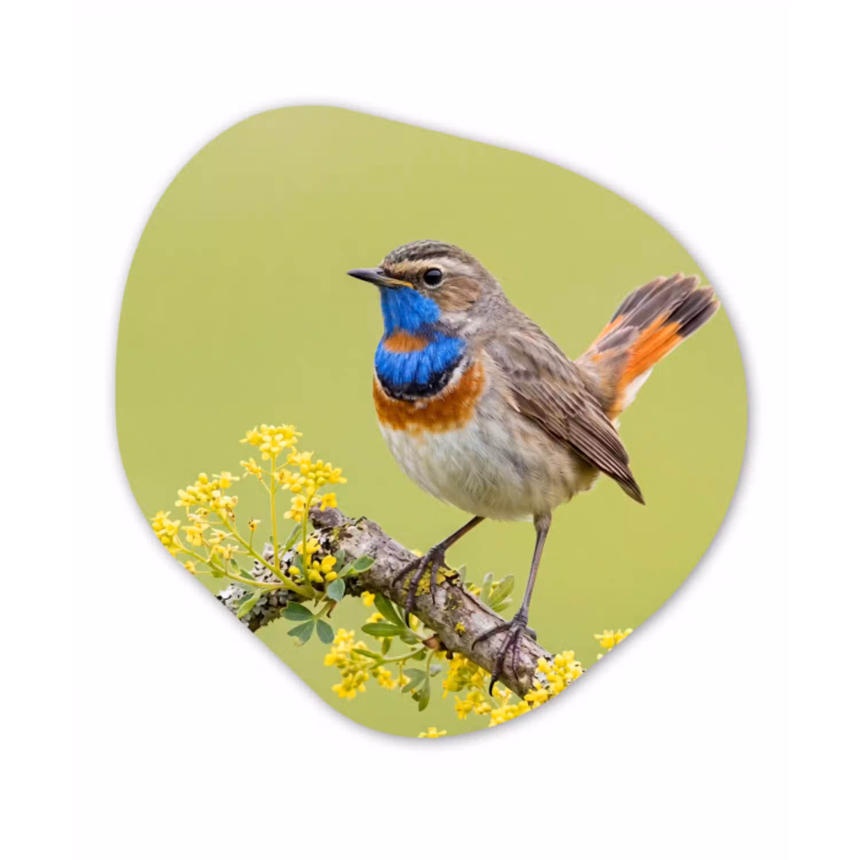 Vogel - Tak - Natuur - Kleurrijk Wandcirkel Organisch Aluminium middel -3d