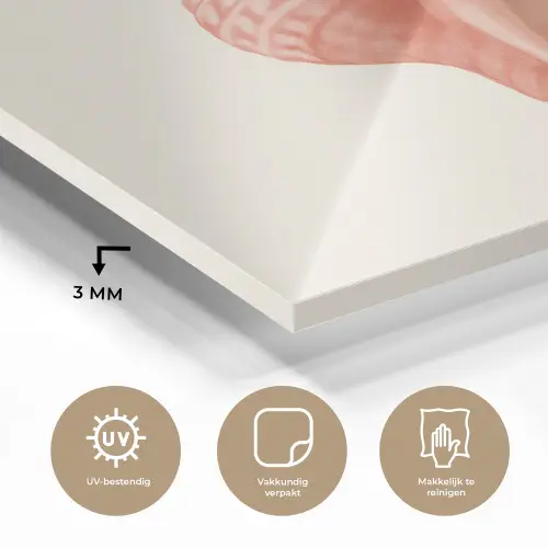 Schelp - Roze - Structuur plexiglas 5mm klein -sfeer2