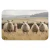 Schapen - Weidenlandschap - Heuvels WCmat klein -3d