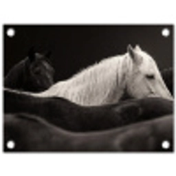 Paarden - Zwart - Wit - Kudde tuinposter los doek klein -3d