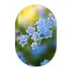 Bloemetjes - Blauw - Vergeet mij nietjes Wandcirkel Ovaal Forex klein -3d