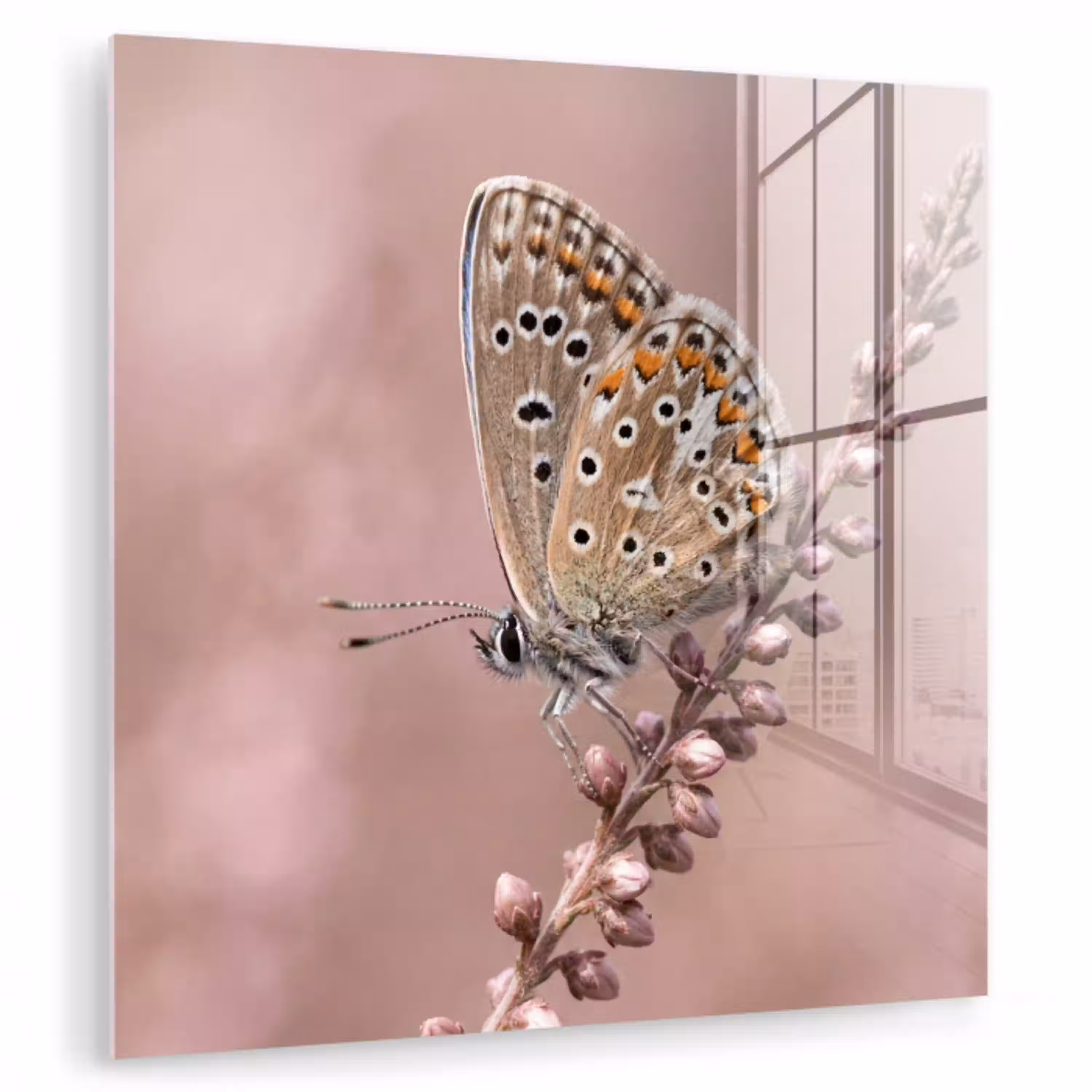 Lavendel - Vlinder - Paars plexiglas 5mm klein -zzzproduct_nieuw
