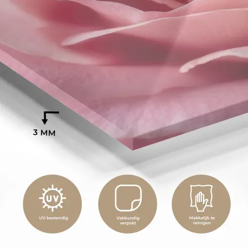 Roze - Roos - Romantisch plexiglas 5mm klein -sfeer2
