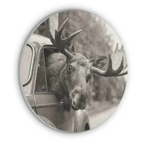Eland - Auto - Gewei - Zwart - Wit Akoestische PET Vilt - Rond klein -3d