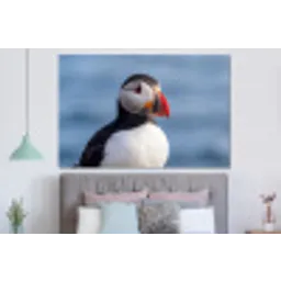 Papegaaiduiker - Portret - Natuur forex 5mm xxl -slaapkamer